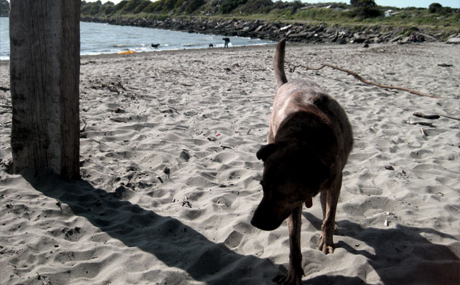 Territoriality - Albany Bulb 'Dog' Beach - Dan Sternof Beyer 