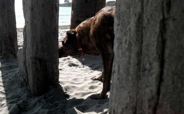 Territoriality - Albany Bulb 'Dog' Beach - Dan Sternof Beyer 