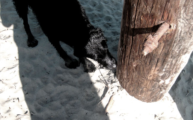 Territoriality - Albany Bulb 'Dog' Beach - Dan Sternof Beyer 